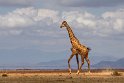 104 Amboseli Nationaal Park